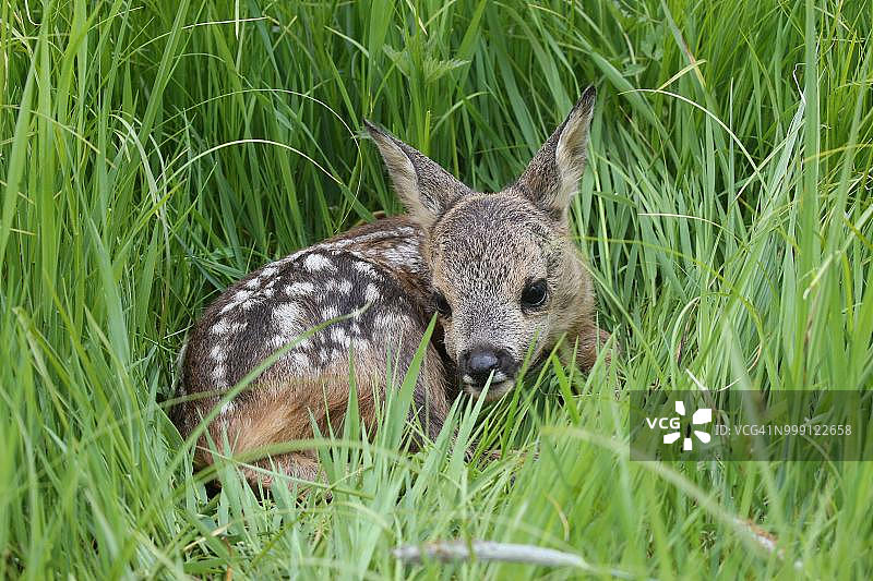 小鹿（欧洲狍），德国巴伐利亚阿尔高地区图片素材