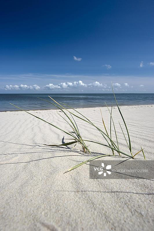 德国石勒苏益格-荷尔斯泰因州叙尔特岛坎彭附近的白色海滩和芒草图片素材
