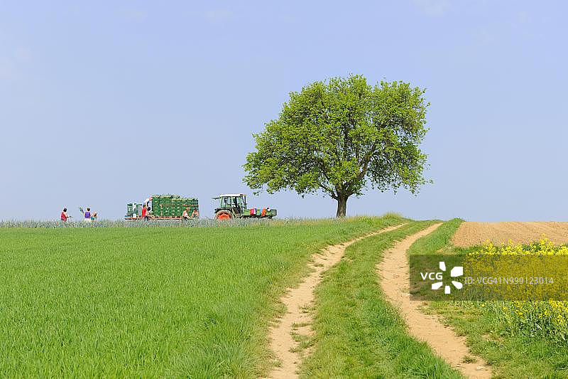巴登-符腾堡州巴德温普芬落叶树田野，德国图片素材