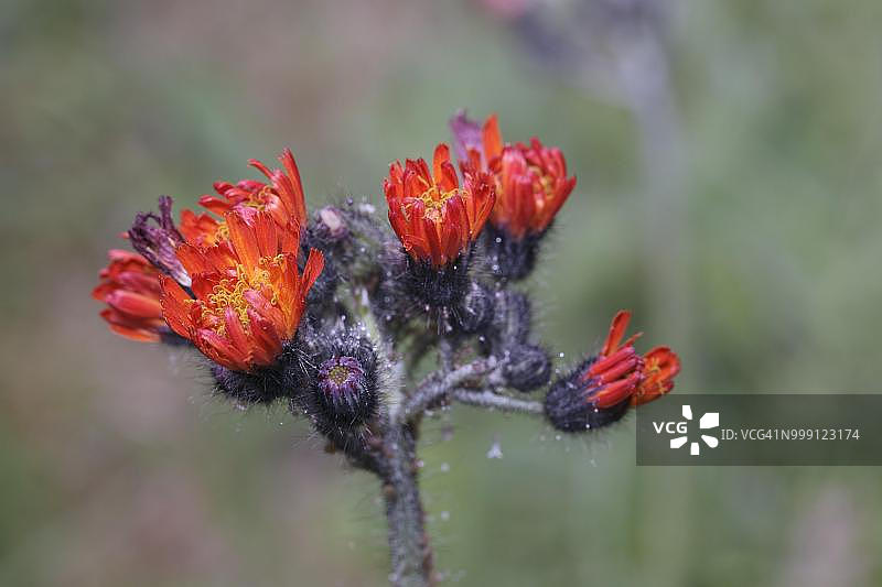 橙黄千里光：花朵，花序，德国北莱茵-威斯特法伦州古默斯巴赫图片素材