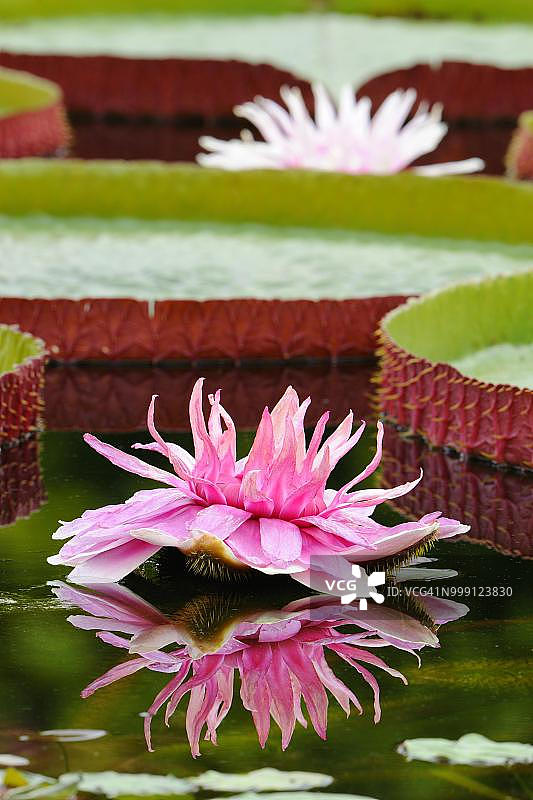 巨型亚马逊王莲，斯图加特，巴登-符腾堡州，德国图片素材