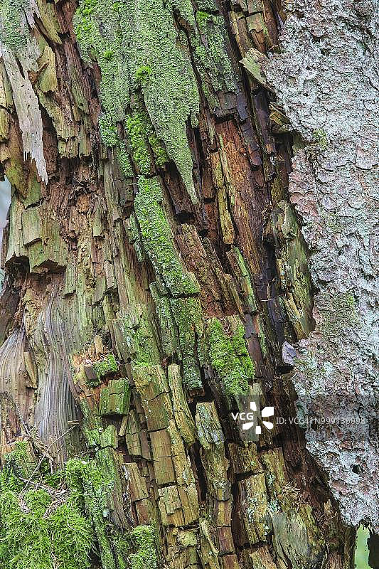 树皮、树干、挪威云杉（欧洲云杉），防护林，德国巴登-符腾堡州图片素材