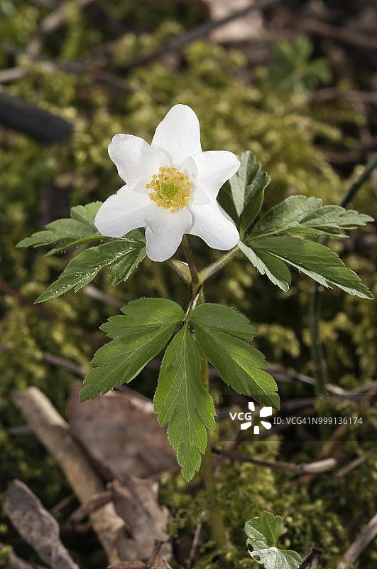 德国巴登-符腾堡州Untergroeningen的白头翁图片素材