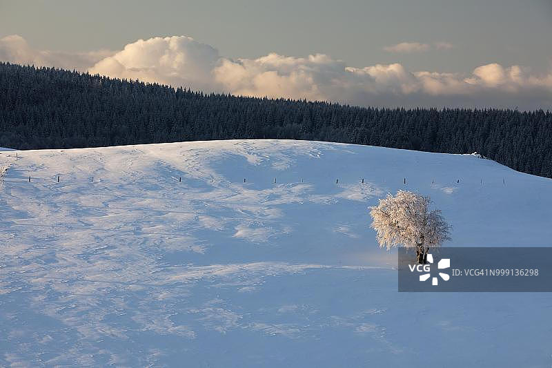 清晨阳光下白雪覆盖的山毛榉树，贝尔兴山景色（德国巴登-符腾堡州弗莱堡附近的绍因斯兰山，黑森林山脉）图片素材