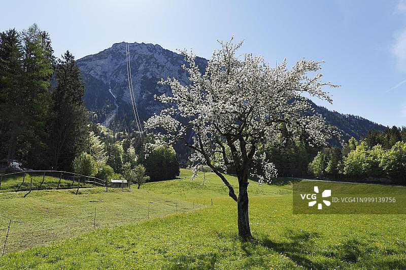 盛开的苹果树与劳施贝格山，位于德国图片素材