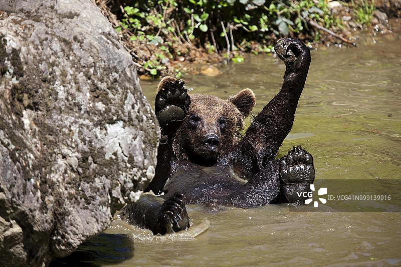 棕熊，诺伊舍瑙野生动物围栏，巴伐利亚森林，巴伐利亚，德国，公共场所图片素材