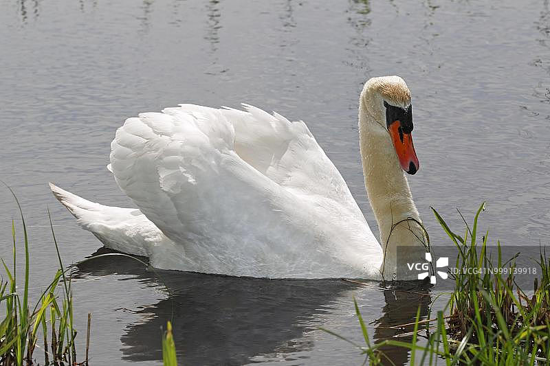 疣鼻天鹅在水中，德国石勒苏益格-荷尔斯泰因州图片素材
