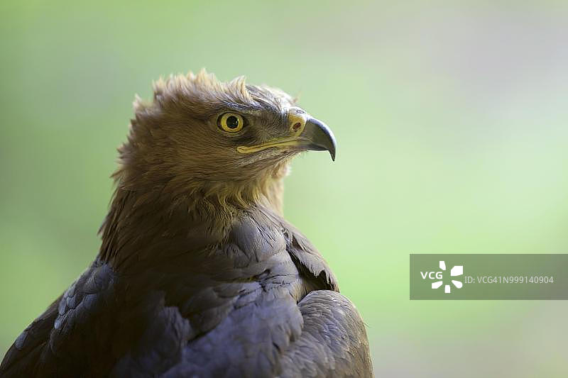 诺伊舍瑙户外动物园内的小斑鹰，德国巴伐利亚森林图片素材