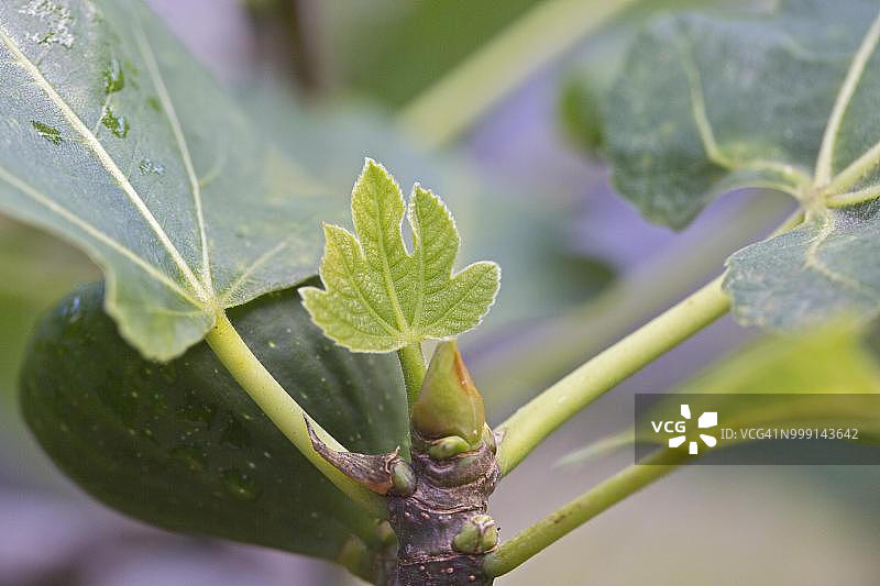 小叶无花果图片素材