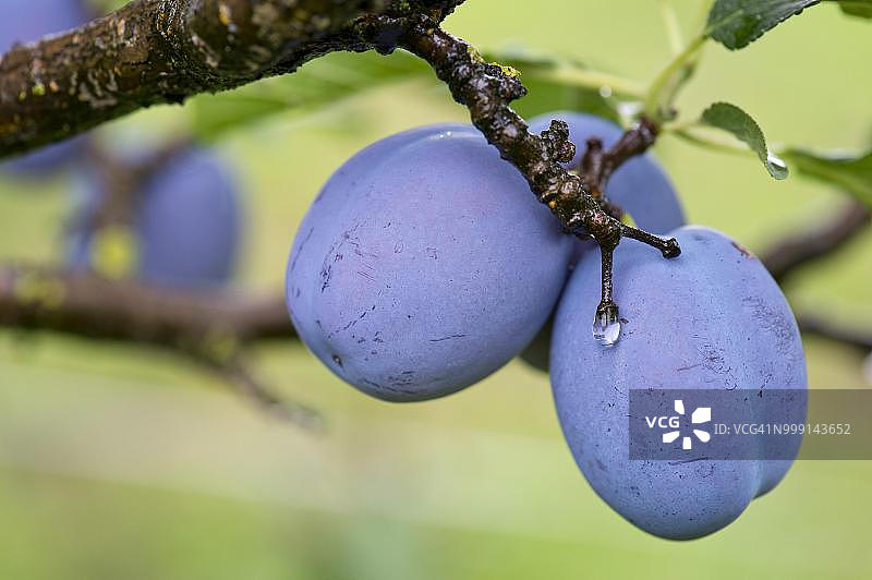 德国巴登-符腾堡州奥伯瑟尔巴赫的李子树图片素材