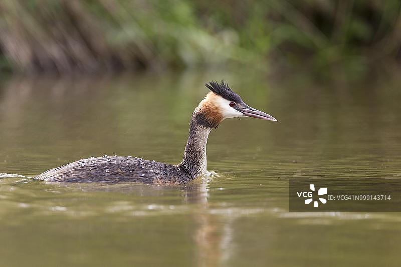 在德国黑森州富尔达布吕克河上漂浮的凤头䴙䴘图片素材