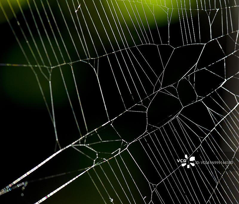 欧洲花园蜘蛛的蛛网，德国巴登-符腾堡州斯图加特图片素材