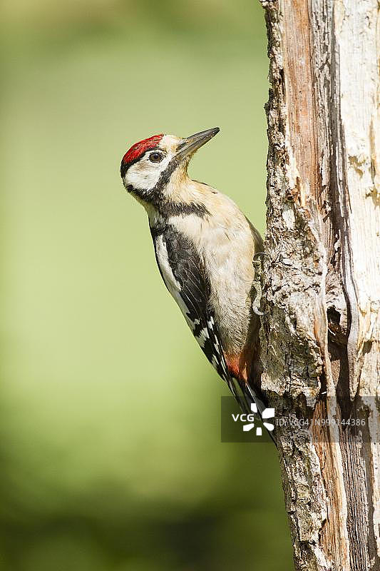 德国黑森州林堡的大斑啄木鸟图片素材