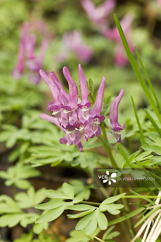 空心草（Corydalis cava），德国图片素材
