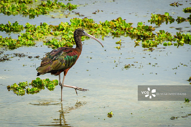光滑的宜必思图片素材