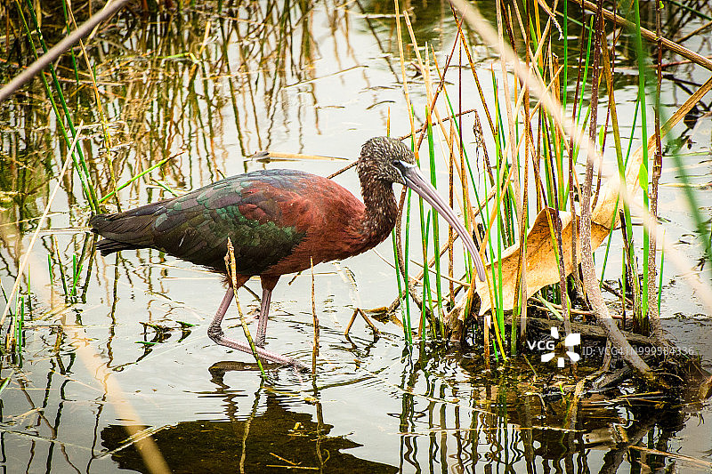光滑的宜必思图片素材