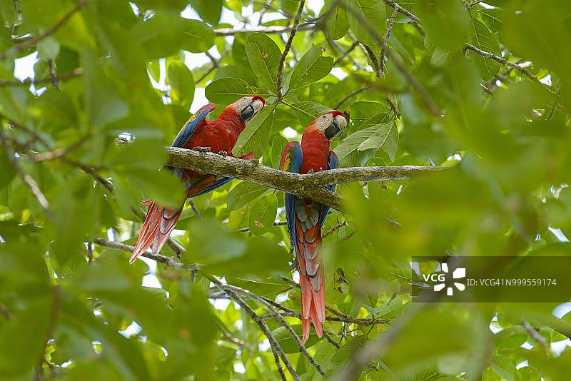 栖息在树上的鲜红金刚鹦鹉图片素材