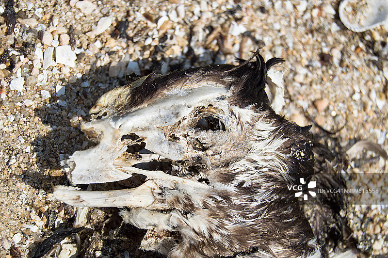 死亡的鸬鹚图片素材