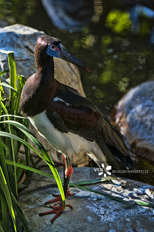 黑腹鹳图片素材