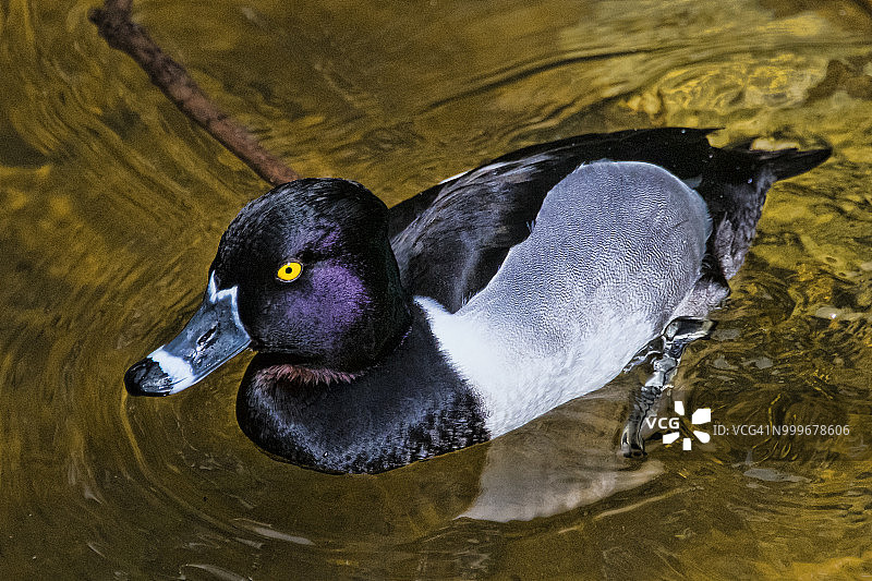 环颈鸭图片素材