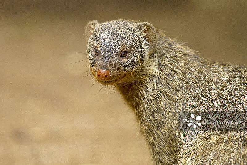 banded mongoose肖像图片素材