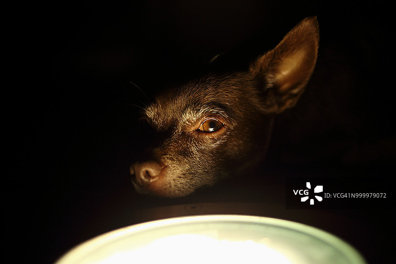 坐在落地灯旁的短毛吉娃娃犬图片素材