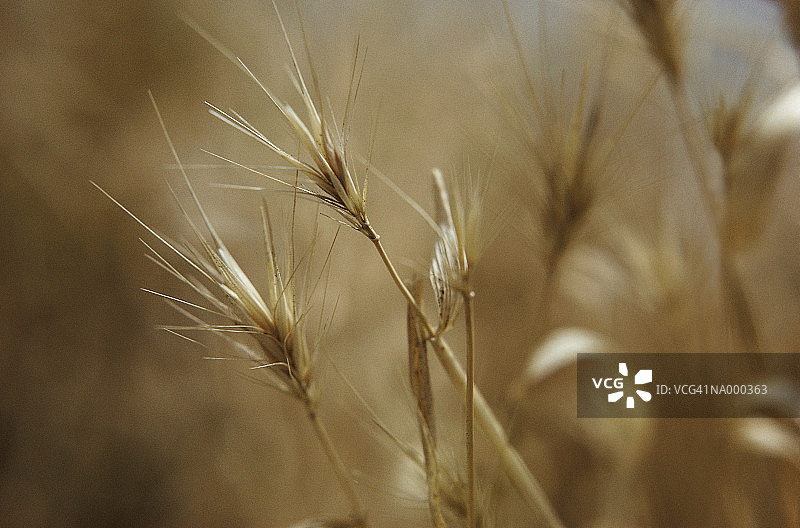 干草特写图片素材