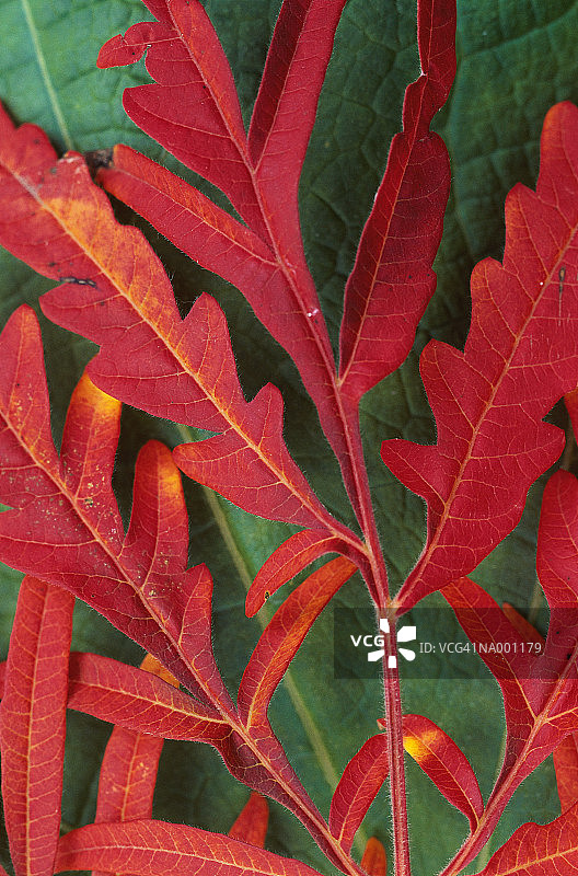 红橡树叶图片素材