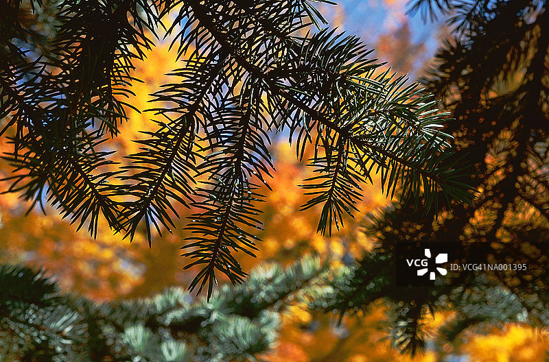 香脂冷杉针叶图片素材