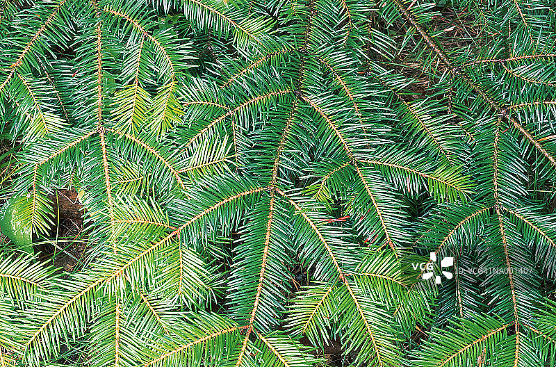 香脂细节图片素材