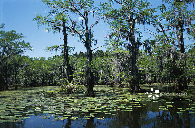 卡多湖，德克萨斯州图片素材