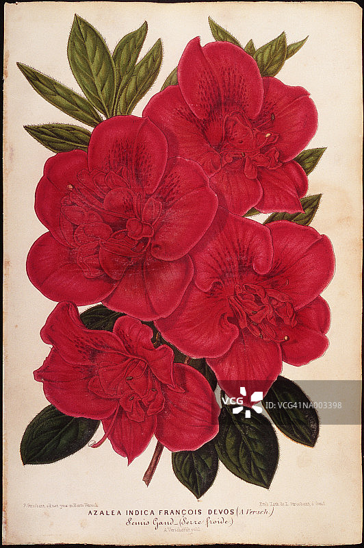 红色杜鹃花图片素材