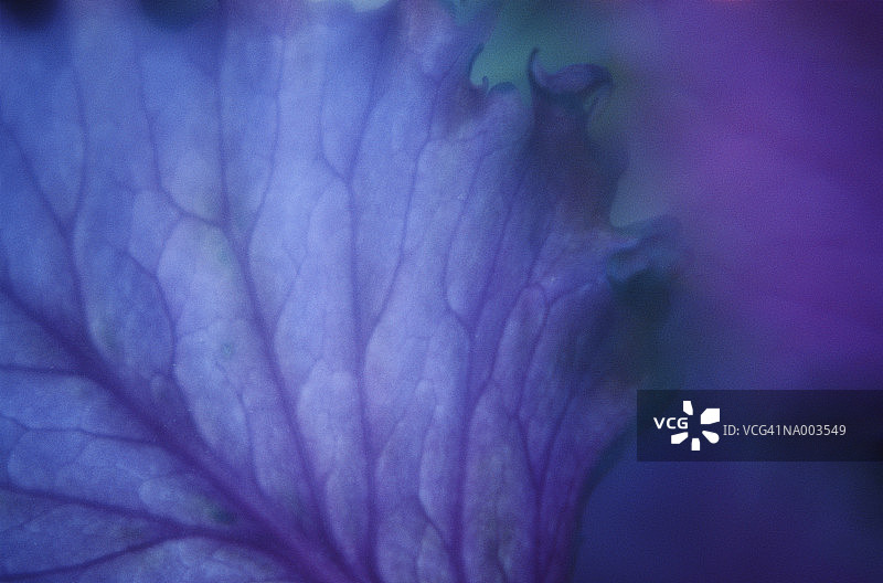 羽衣甘蓝叶子特写图片素材