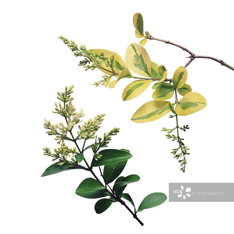 女贞树开花图片素材