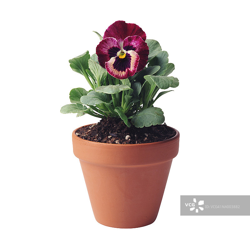 盆栽三色堇图片素材