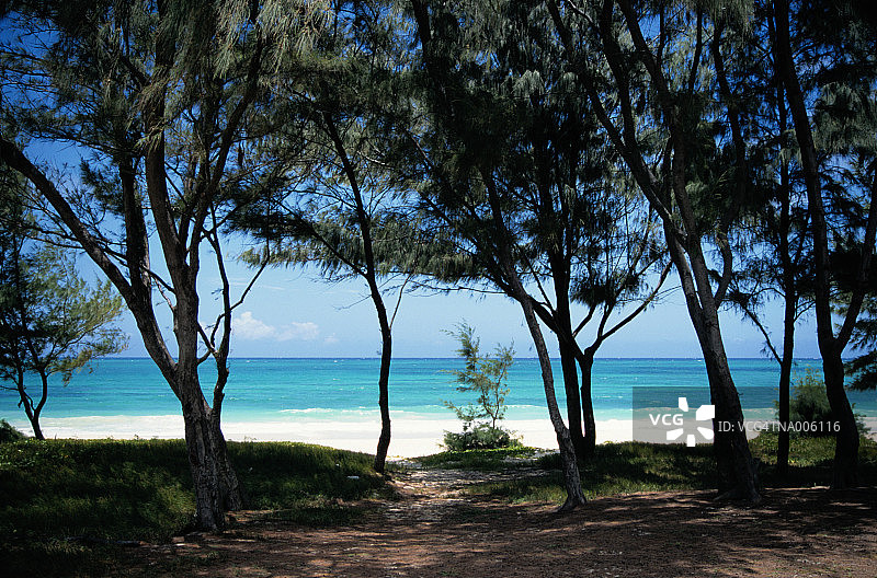 树木与热带海滩图片素材