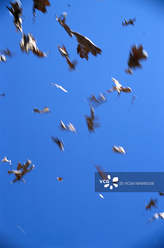 风中飘落的树叶图片素材