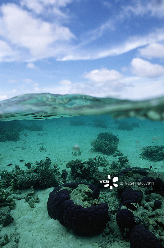 泻湖珊瑚——红海图片素材