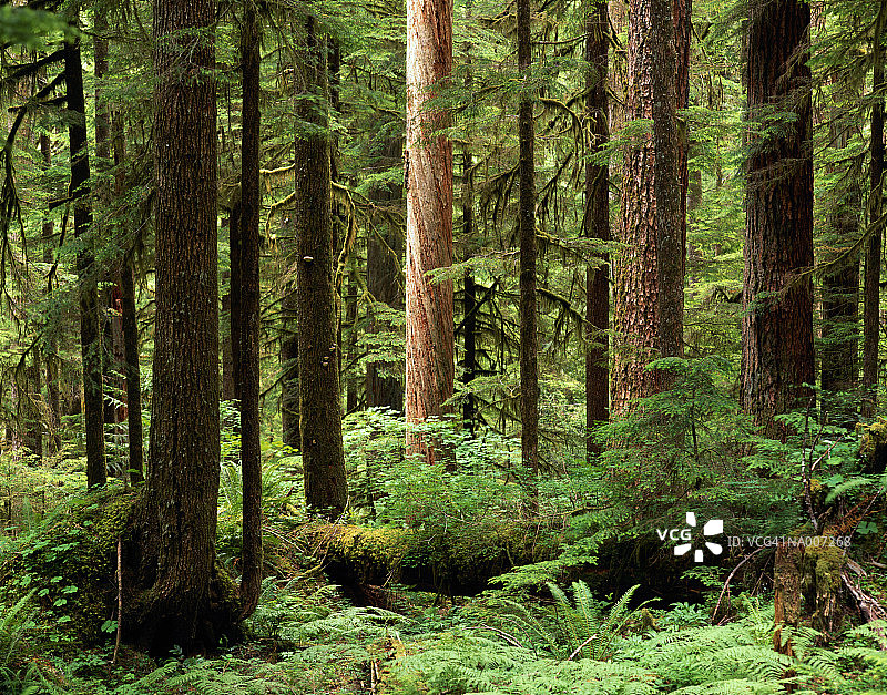 原始森林图片素材