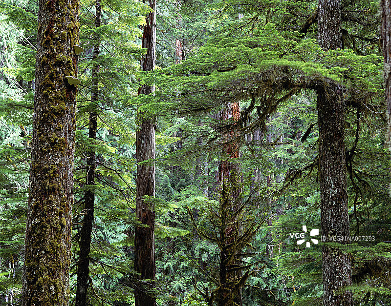 原始森林图片素材