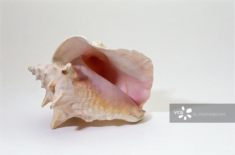 海螺壳图片素材