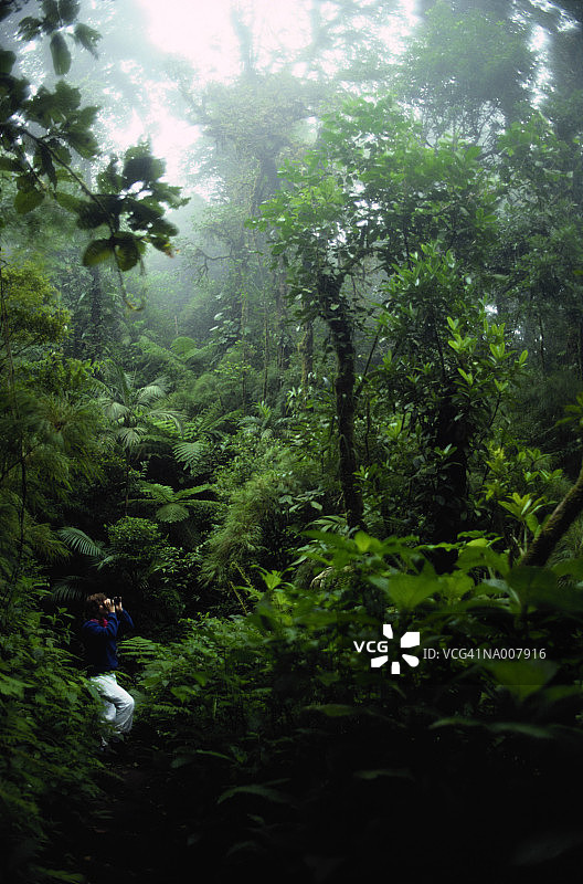 探索热带雨林图片素材