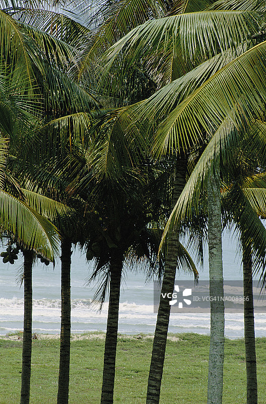 翡翠海岸的棕榈树图片素材