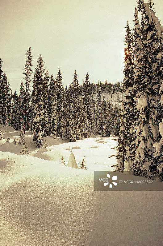 美国蒙大拿州：雪中的树木，冬季日落图片素材