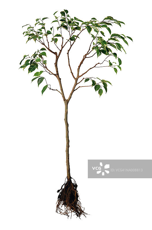 带根的榕树图片素材