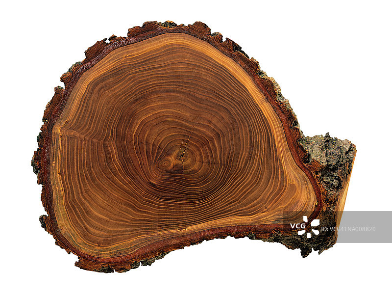 树的年轮图片素材