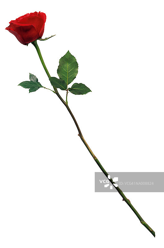 红玫瑰图片素材
