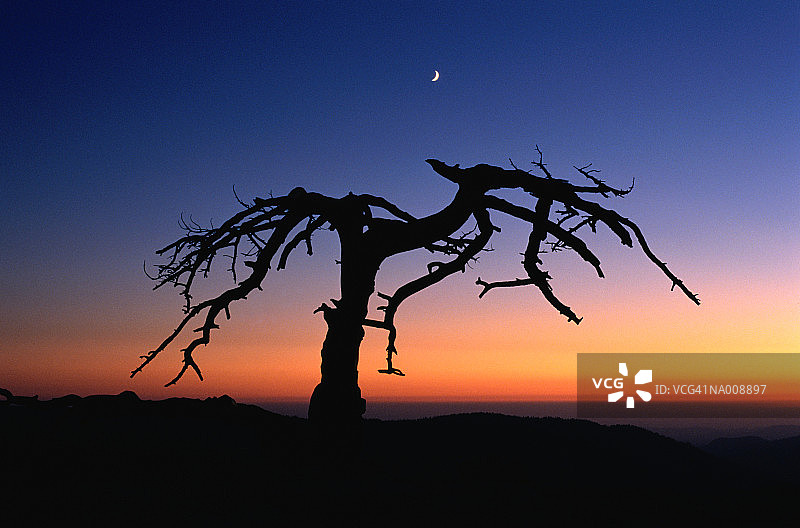 杰弗里松树轮廓图片素材