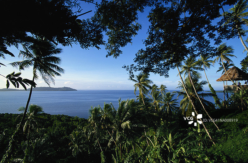棕榈树和丛林图片素材