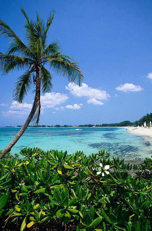 拿骚的棕榈树和海岸图片素材